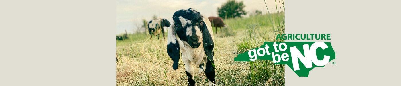 Sipping Local: Dilworth is Got to Be NC Approved