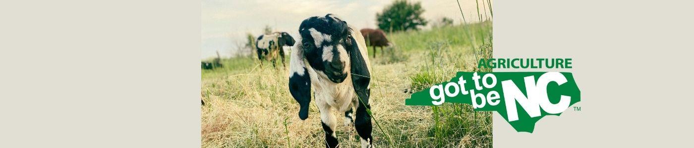 Sipping Local: Dilworth is Got to Be NC Approved