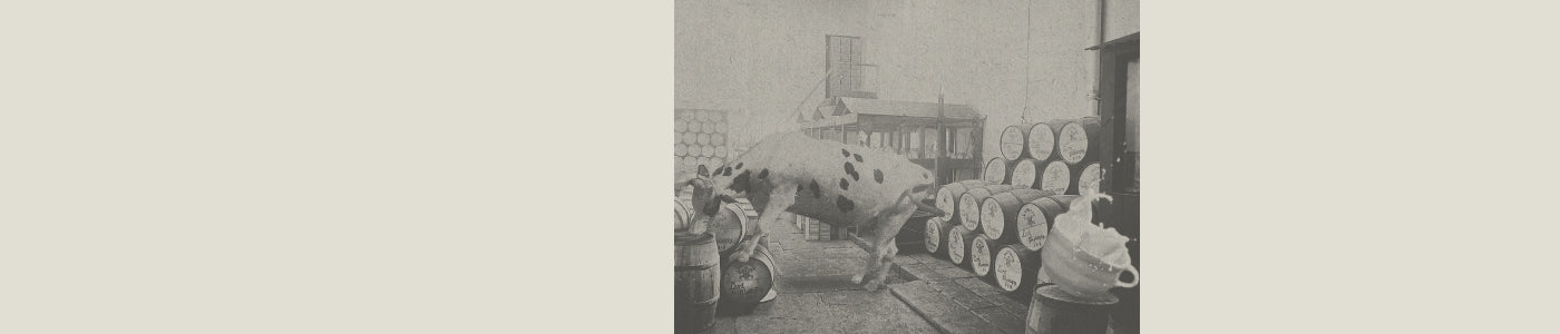 Irish Cream cow with barrels and coffee